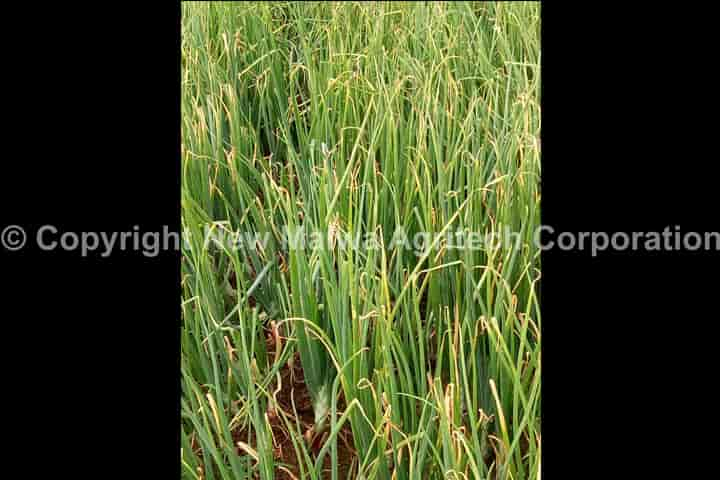 leaf curl disease of chilli treatment